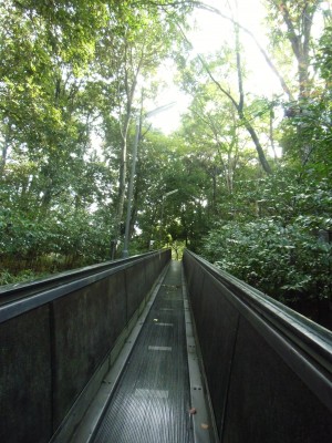 動く歩道で森を抜ける