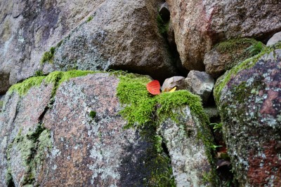 石垣に赤い落ち葉