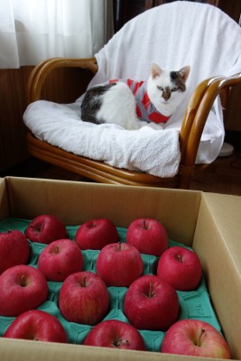 赤いりんごとビヤ