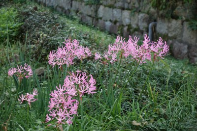 彼岸花に似ているけれど、ピンク色を見るのは始めて。