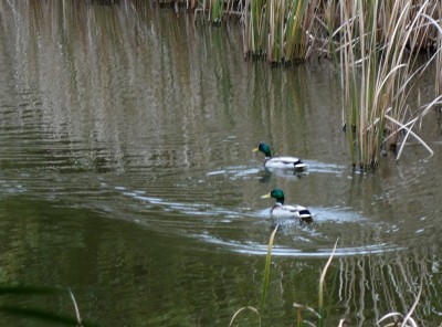 アオクビが二羽、男同士で会議中かな？