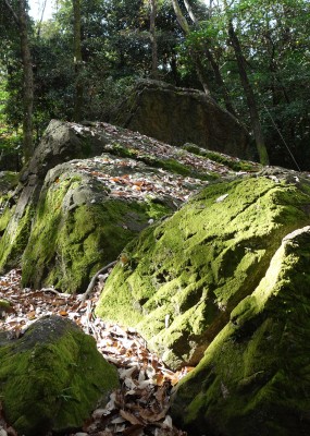 苔むした岩
