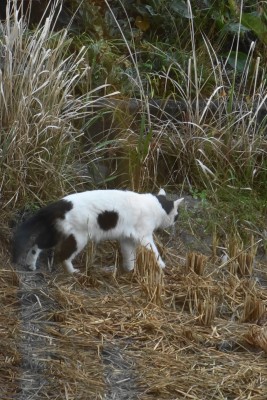 ガラスごしに撮った猫