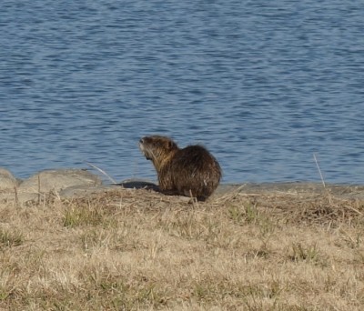 Nutria-1