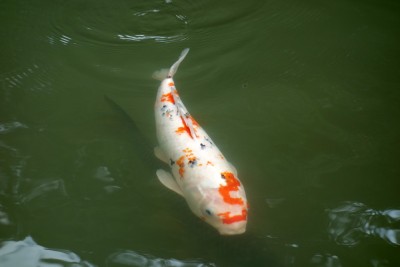 koi2