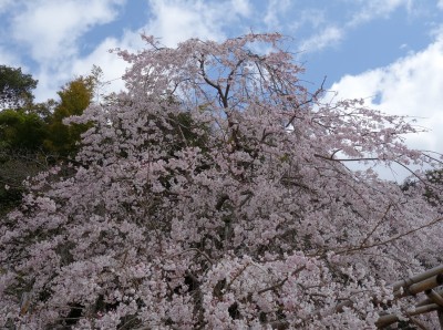 sakura1